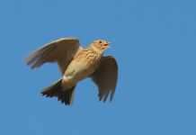 Första flyttfåglarna är här