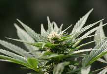 Cannabis allt mer använt inom medicinbranschen