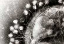 Virus testas för bakteriebekämpning