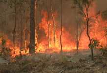 Hundratals tvingades fly markbränder i Nya Zeeland