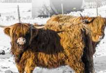 Ett grönare kött – se video!