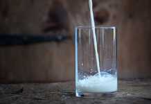 För mycket mjölk kan förkorta livet