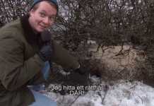 Råttepidemi i Helsingfors