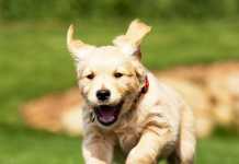 Humor och hundvideor