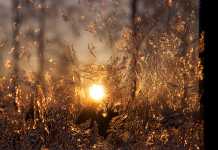 Finland går  mot varmare tider