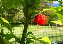 BBC: Världens starkaste chili satte man på sjukhus