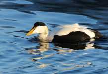 Åland fortsätter jaga gudingar