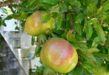 Våren står inför dörren och så gör även granatäpplet