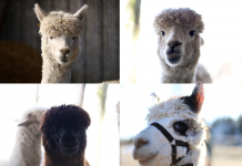Je suis Alpaca