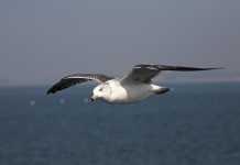 Opinion: Min största fiende är tillbaka