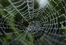 Smocka förklarar: Earth Day