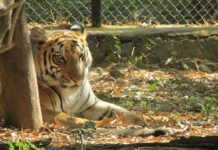 Tigerkungen Joe Exotic har tagit över både Netflix och internet