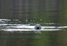 Saimenvikarens bon undersöks – antalet vikare färre i år