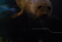 Saimenvikaren skapar gräl inom regeringen Saimenvikare