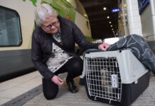 Sälkuten Elmeri fick åka tåg till Högholmen