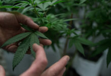 Man medverkade i smuggling av ett kilogram cannabis in till Singapore – dömdes till döden