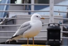 Måsar skapar kaos vid torgen ny_seagulls_webvideo_1