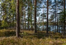 Krav på nästa regering ställs av miljöorganisationer En bild på en skog.