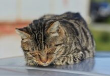 Vuxna katter glöms bort när hushåll väljer ny familjemedlem Katt som sover.