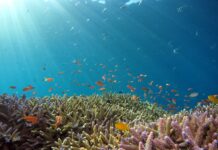 Våga dyka in i språkets främmande hav havet och korallar