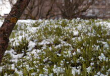 Trots sen vinter förutses en tidig sommar inför vappen Flera små vita blommor.