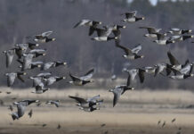 De vitkindade gässen har återvänt i rekordfart En flock av vitkindade gäss som flyger.