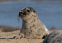 Fyra vilda sälkutar får vård vid Högholmens sjukhus